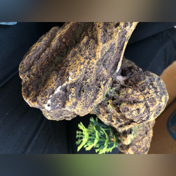 Reptile Decor - Picture 4 of 4